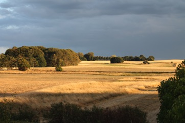 SANDAGERVEJ - LYSTRUP STRAND, gyldne marker mod nord 2018